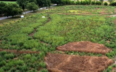 Willowgrove Landscape Plant Listing
