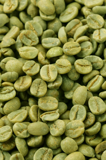 green_coffee_powder green coffee bean powders